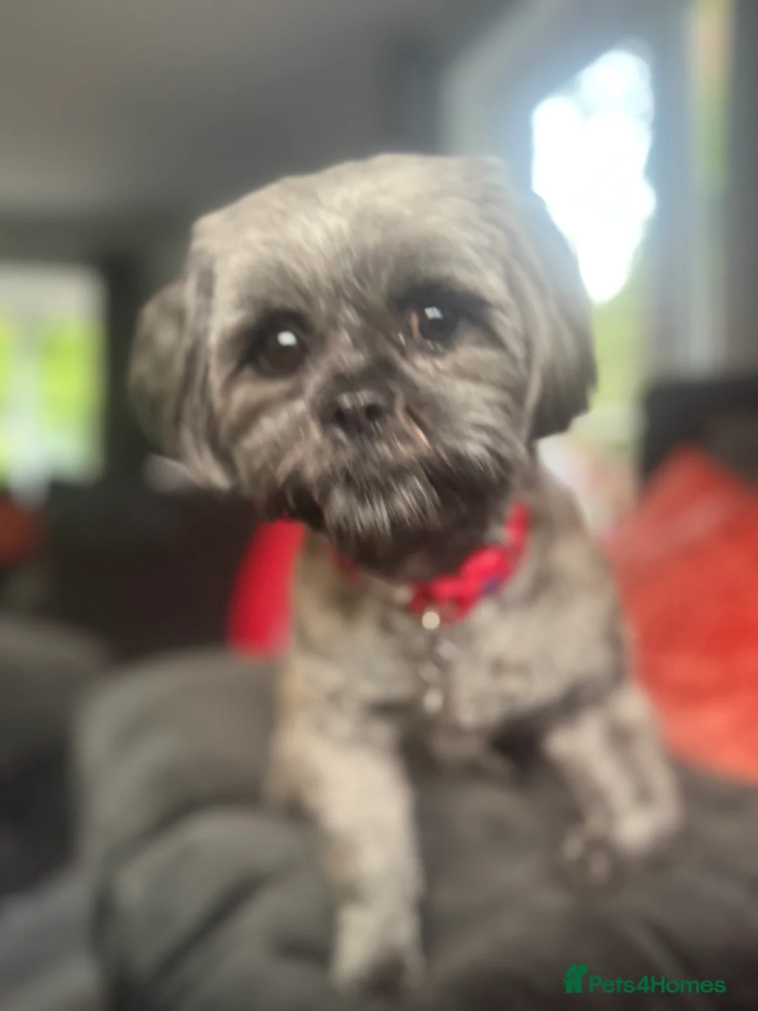 Shih Tzu dogs for sale: Female shihtzu for rehome - Advert 7