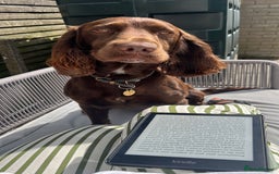Cocker Spaniel dogs for stud: Cocker spaniel stud - Image 2