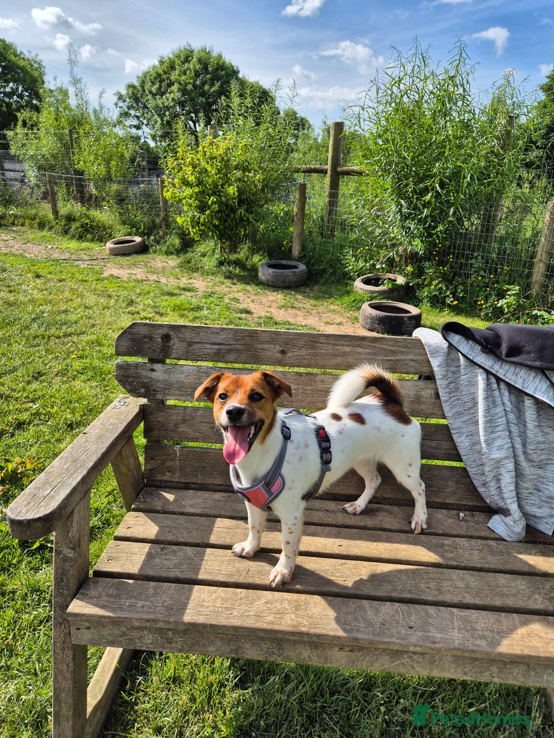 Jack Russell dogs for sale: Beautiful Jack Russell - Image 4
