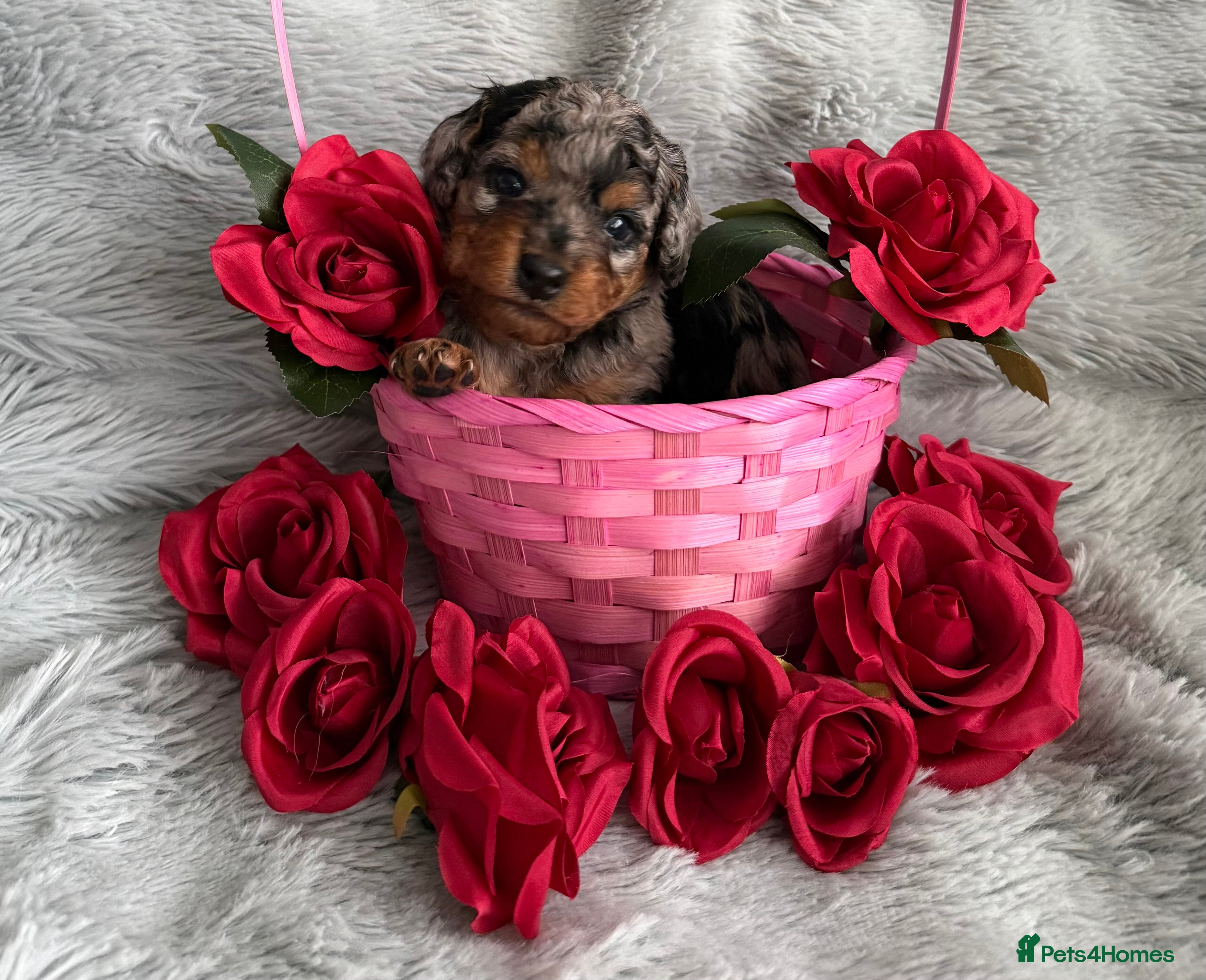 Cavapoo dogs F1b Cavapoo puppies  - Advert 13