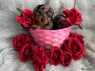 Cavapoo dogs F1b Cavapoo puppies - Advert 13