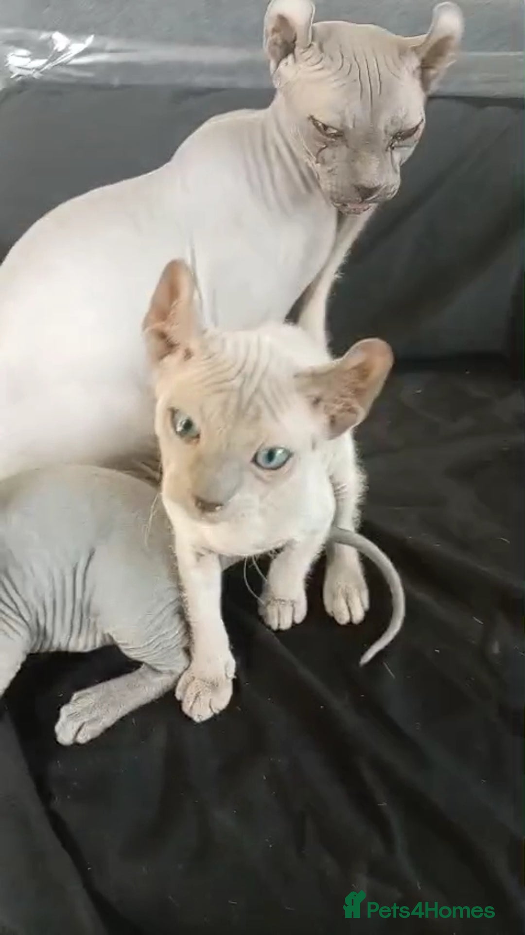 Sphynx cats for sale: 2 MONTHS OLD BLUE EYES SPHYNX PETERBALD - Image 5