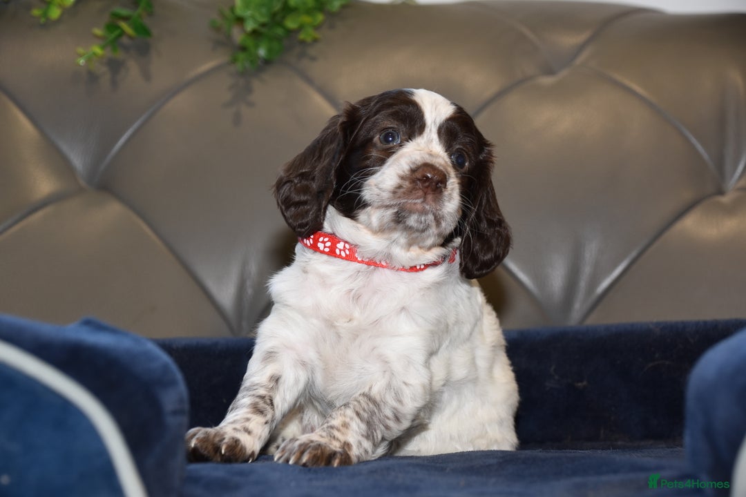 Cocker Spaniel dogs for sale: Kc Reg Health Tested Cocker Spaniel Puppies - Advert 18