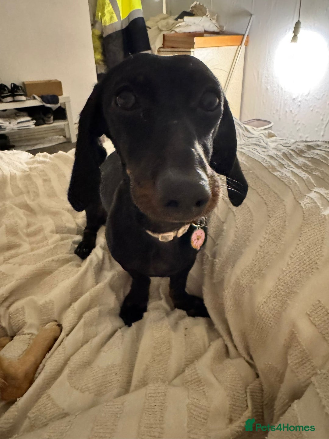 Dachshund dogs for adoption: Dashound  - Advert 3