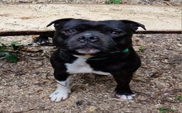 Staffordshire Bull Terrier dogs for stud: Handsome Loving Boy Who Is Beautiful inside & Out in Battle - Image 2