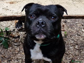 Staffordshire Bull Terrier dogs Are You Looking For Good Temperament And Quality? in Battle - Advert 1