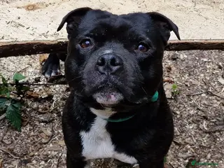 Staffordshire Bull Terrier dogs True Quality With A Temperament Of Dreams - Advert 19