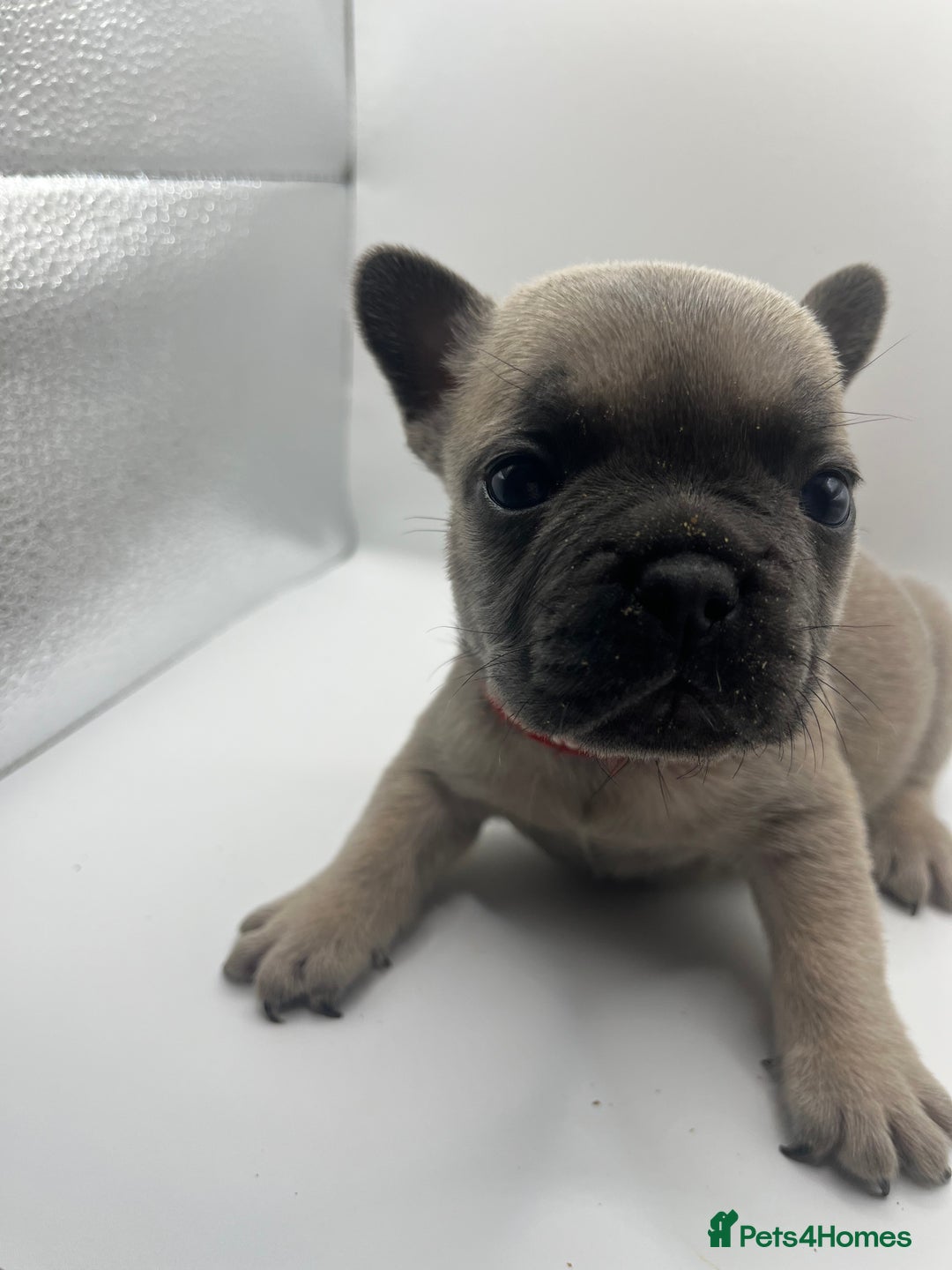 French Bulldog dogs for sale: French bulldog puppies - Advert 23