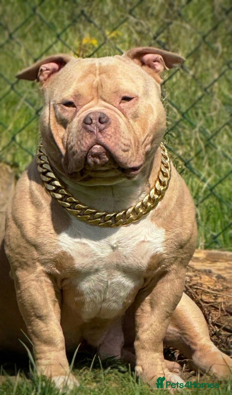 American Bully dogs Judge pocket bully  - Advert 1