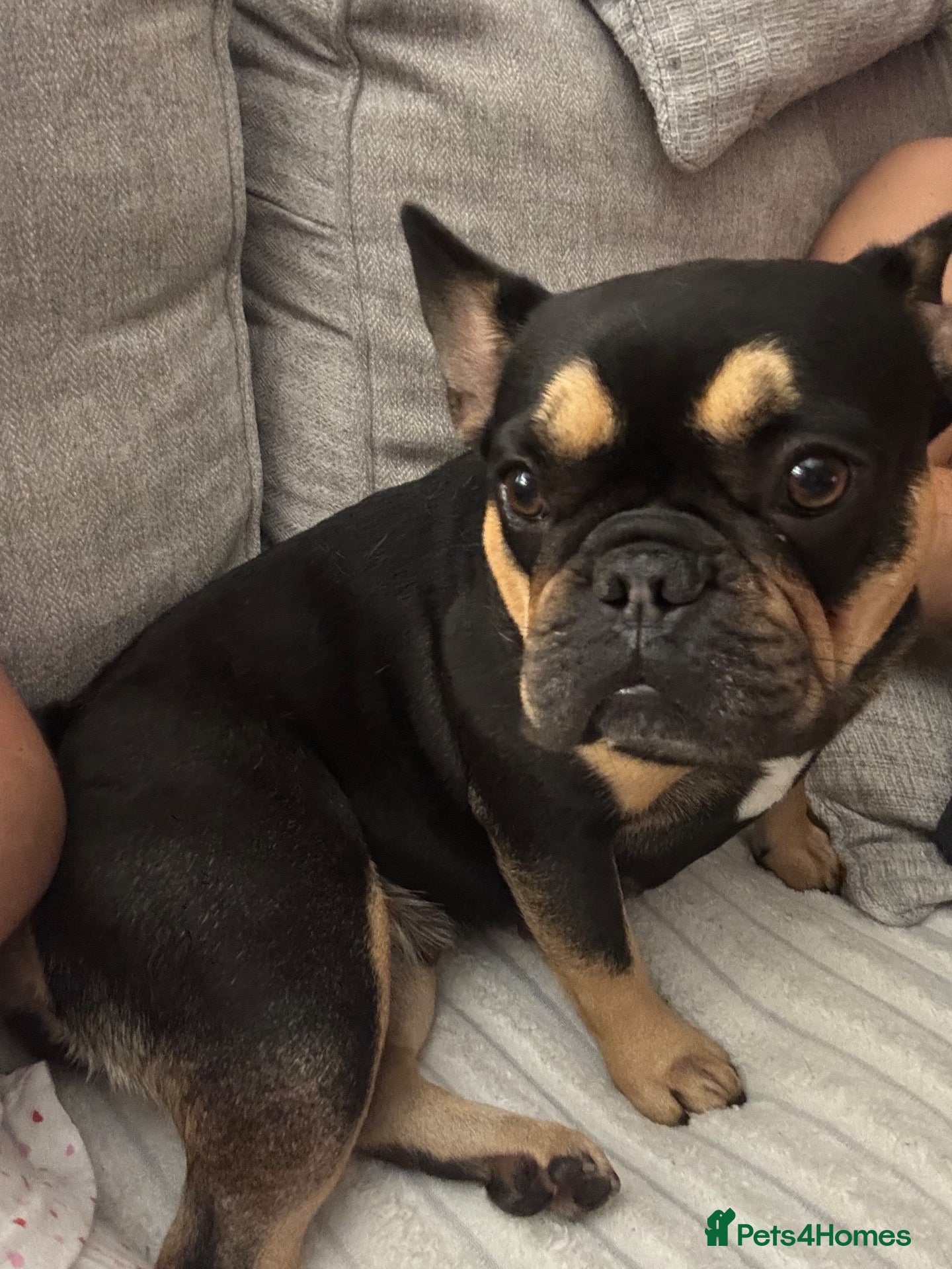 French Bulldog dogs Beautiful frenchie pups - Advert 1