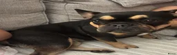 French Bulldog dogs for sale: Beautiful frenchie pups - Advert 1
