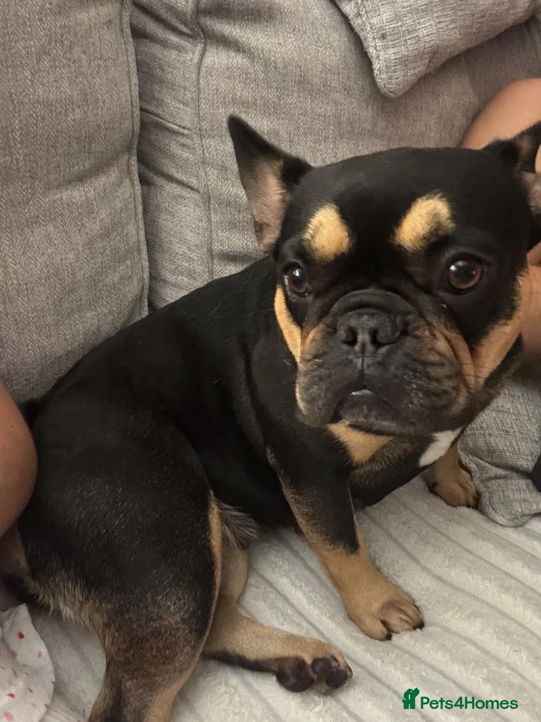 French Bulldog dogs for sale: Beautiful frenchie pups - Advert 1