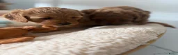 Cavapoo dogs for sale: 💕BEAUTIFUL CAVAPOO FEMALES AVAILABLE 💕 - Advert 13