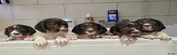 English Springer Spaniel dogs for sale: 1 BOY LEFT READY NOW - KC Springer Spaniel Pups - Advert 14