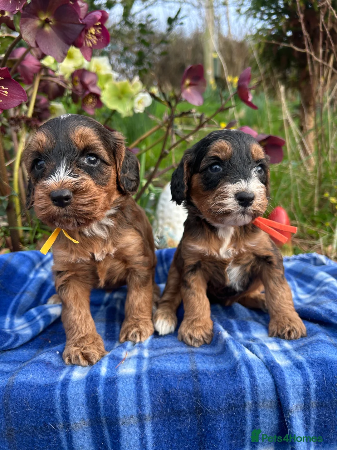 Cockapoo dogs for sale: F1 Cockapoo puppies  in Kidwelly - Advert 2