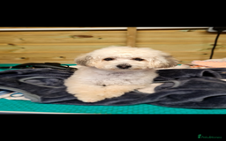 Poochon dogs for sale: Poochon looking for new home  - Image 1