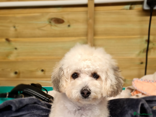 Poochon dogs for sale - Advert 1