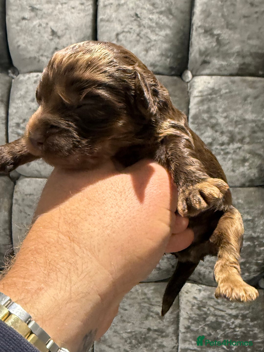 Cockapoo dogs for sale: Beautiful chocolate merle cockapoos  - Image 4