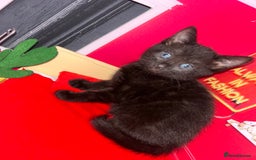 Bengal cats for sale: Bengal Cross - Image 12
