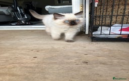 Ragdoll cats for sale: Pure breed ragdolls - Image 5
