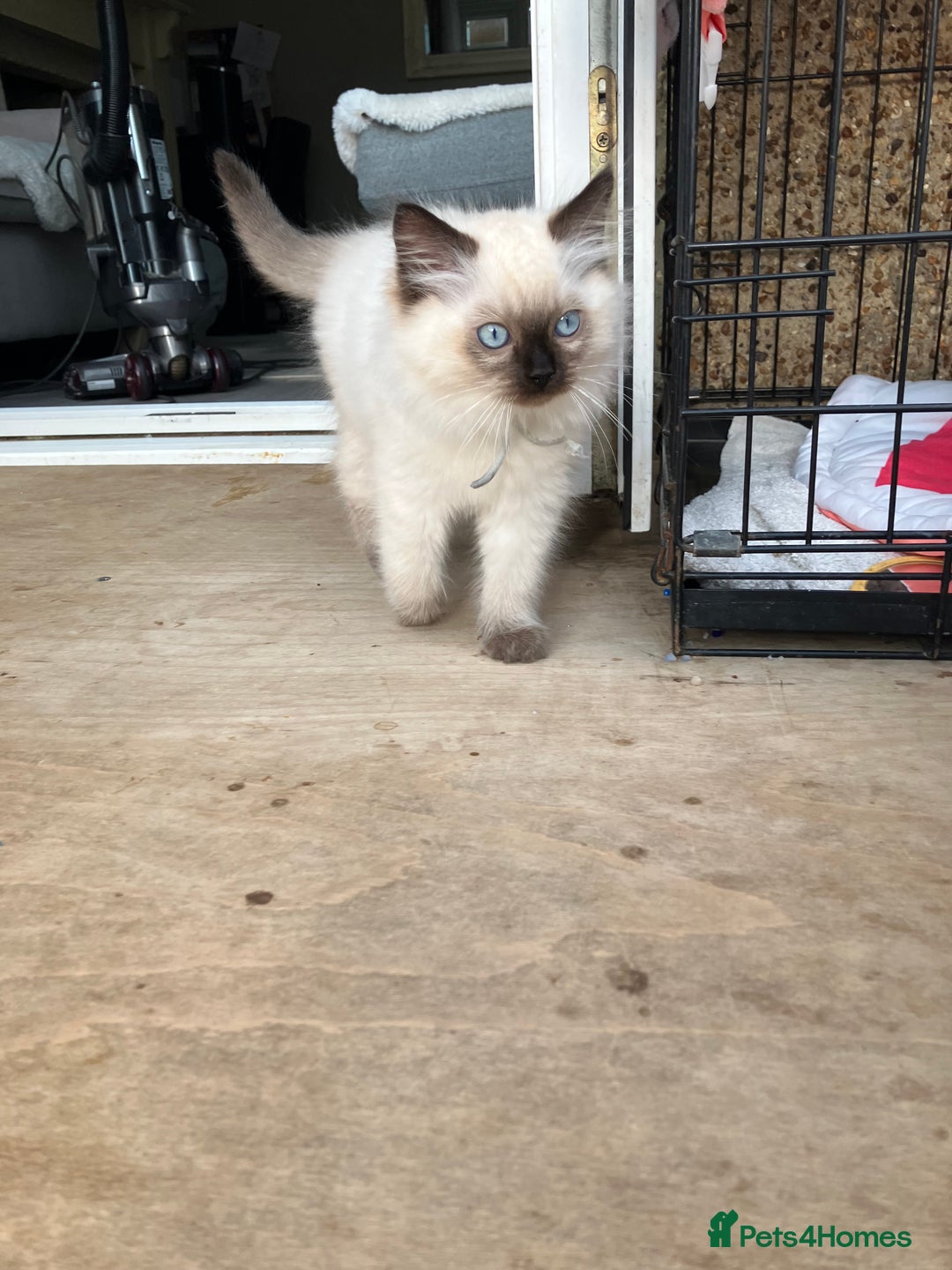 Ragdoll cats for sale: Pure breed ragdolls - Image 5