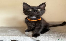 Maine Coon cats for sale: Pedigree GCCF Russian Import line Maine Coons - Image 35