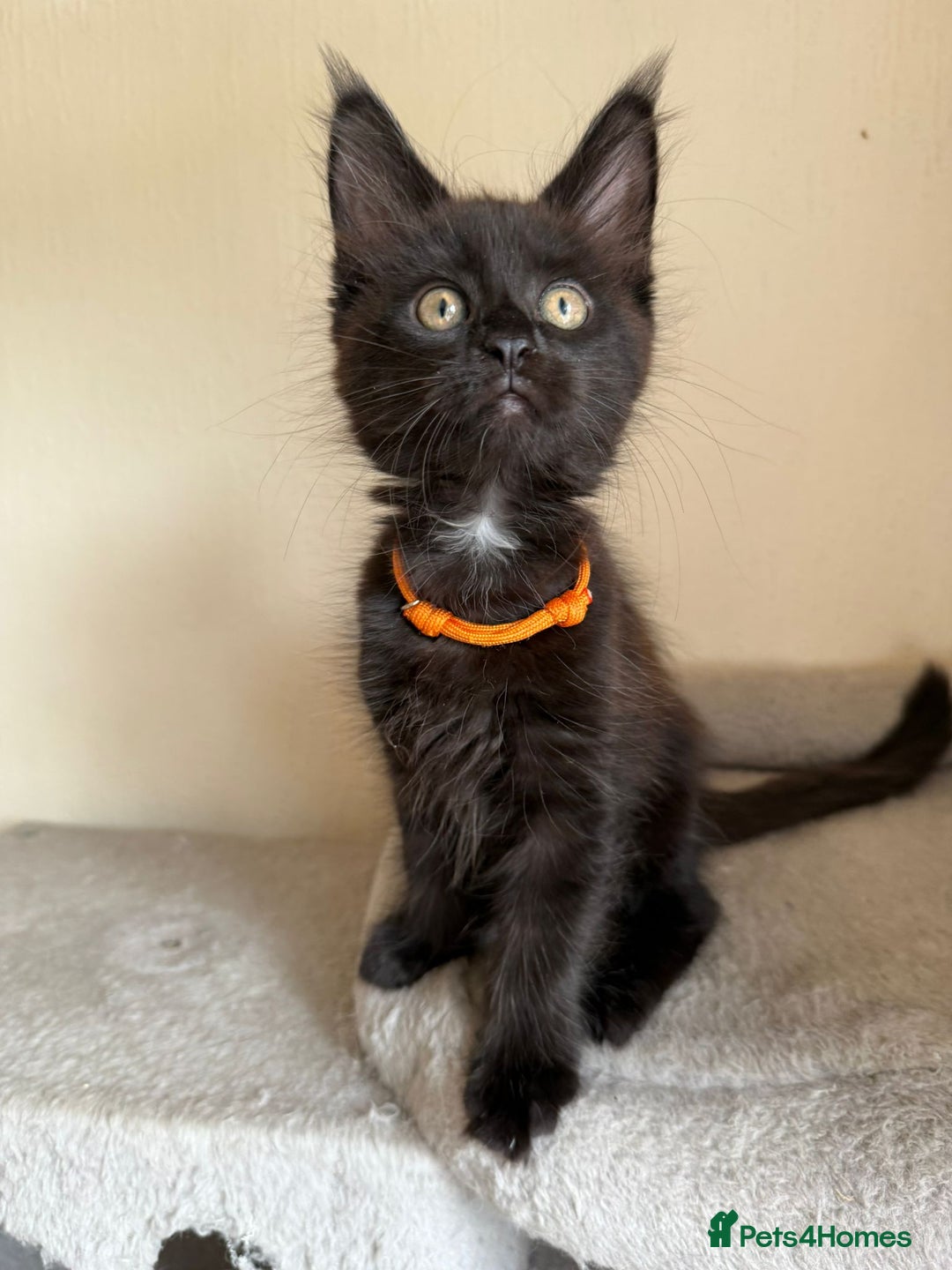 Maine Coon cats for sale: Pedigree GCCF Russian Import line Maine Coons - Image 35