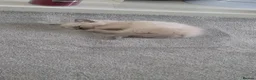 Ragdoll cats for sale: 2 female baby ragdolls  - Advert 3