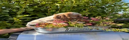 Cocker Spaniel dogs for sale: Only 2 left - Advert 27