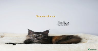 Maine Coon cats - Advert 14