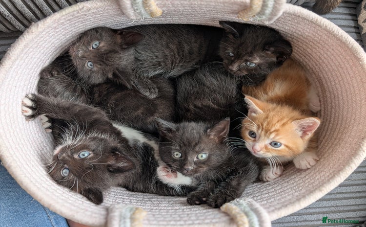 Mixed Breed cats - Advert 2