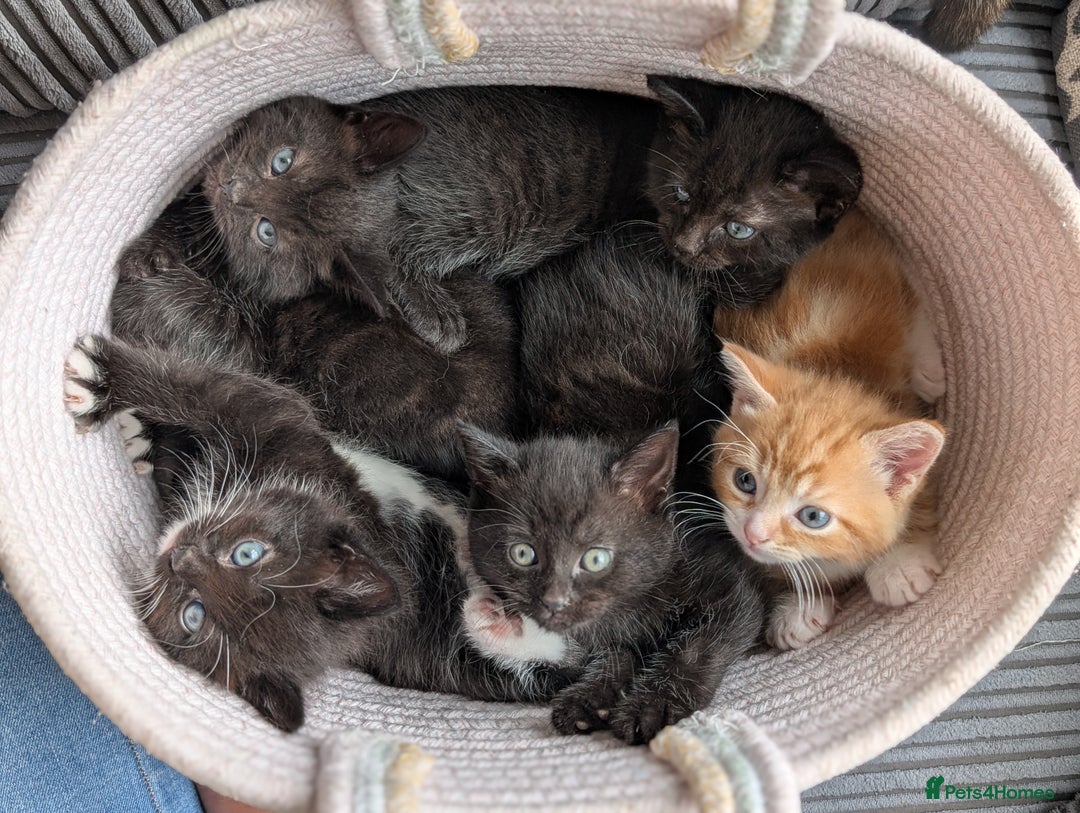 Mixed Breed cats for sale: 5 Mixed Kittens Ready In 2 Weeks - Image 1