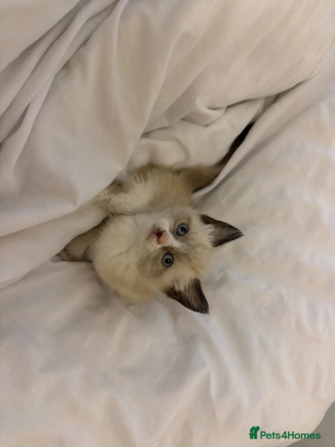 Ragamese cats for sale: Kitten one girl remaining Ragamese - Advert 2