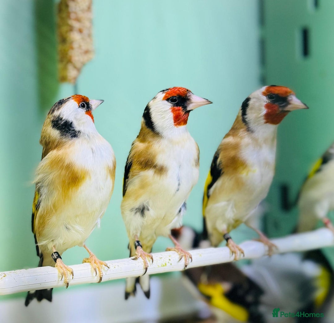 Finches birds for sale: Siberian goldfinches  - Advert 1