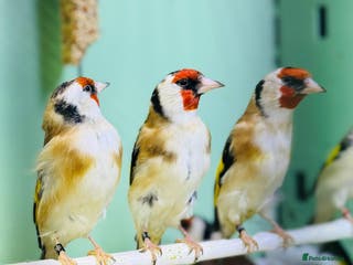 Finches birds Siberian goldfinches - Advert 5