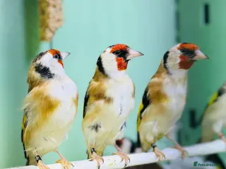 Finches birds Siberian goldfinches - Advert 3