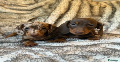 Dachshund dogs - Advert 6