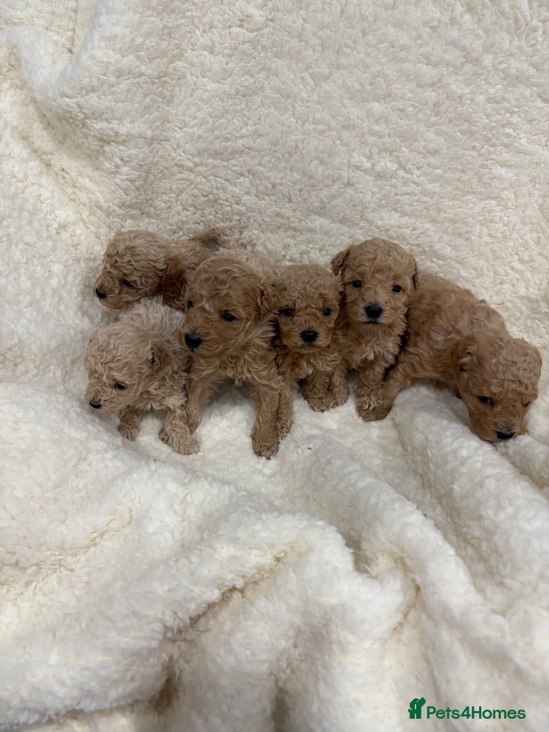 Yorkiepoo dogs for sale: F2b yorkipoo puppies - Advert 3