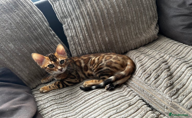 Bengal cats - Advert 4