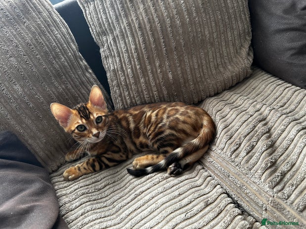 Bengal cats - Advert 4