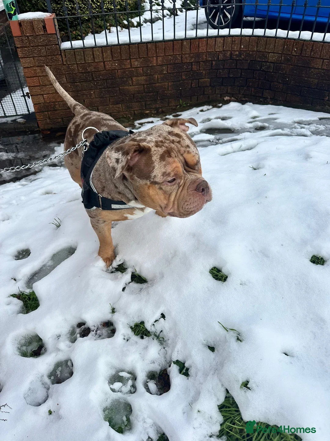 American Bully dogs for sale: Pocket bully needs rehoming  - Advert 2