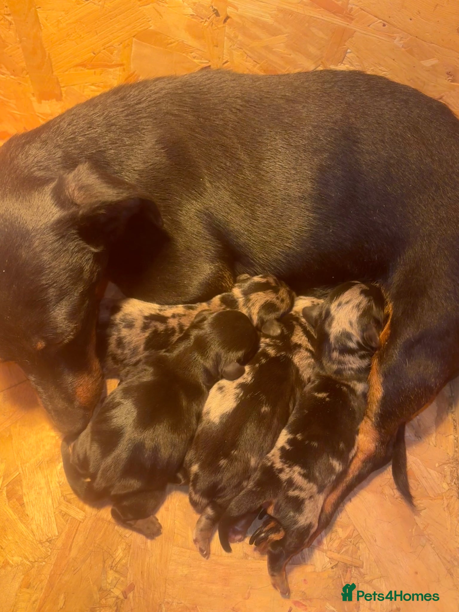 Miniature Dachshund dogs 🐶miniature dachshund puppies for sale🐶 - Advert 11