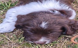 English Springer Spaniel dogs for sale: 🐾Beautiful KC Registered ES Spaniel Puppies🐾 - Image 14