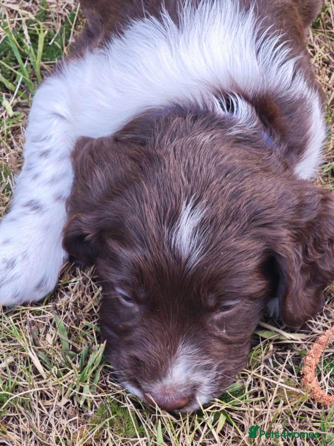 English Springer Spaniel dogs for sale: 🐾Beautiful KC Registered ES Spaniel Puppies🐾 - Image 14