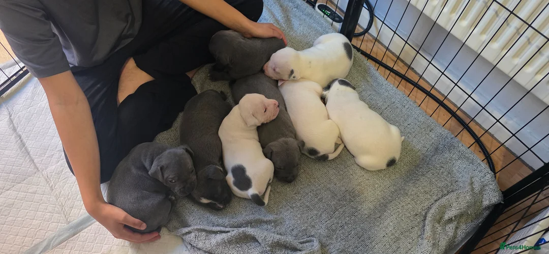 Staffordshire Bull Terrier dogs for sale: Litter of blue & blue/white staffie puppies  - Advert 1