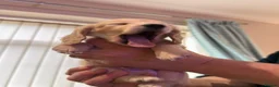 Dachshund dogs for sale: One Puppy now available. Due to sad circumstances. - Advert 22