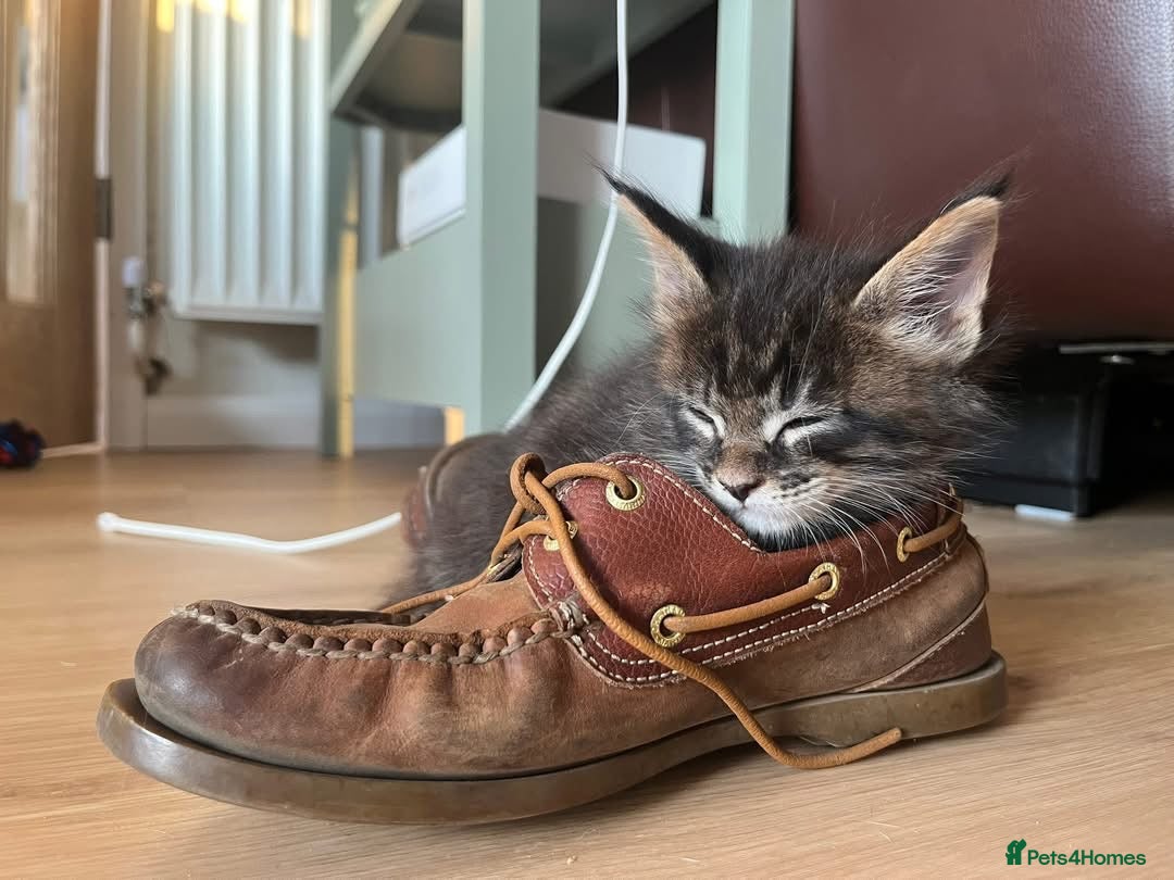 Maine Coon cats for sale: GCCF Registered Maine Coons Ready 16th August  in Banbury - Image 21