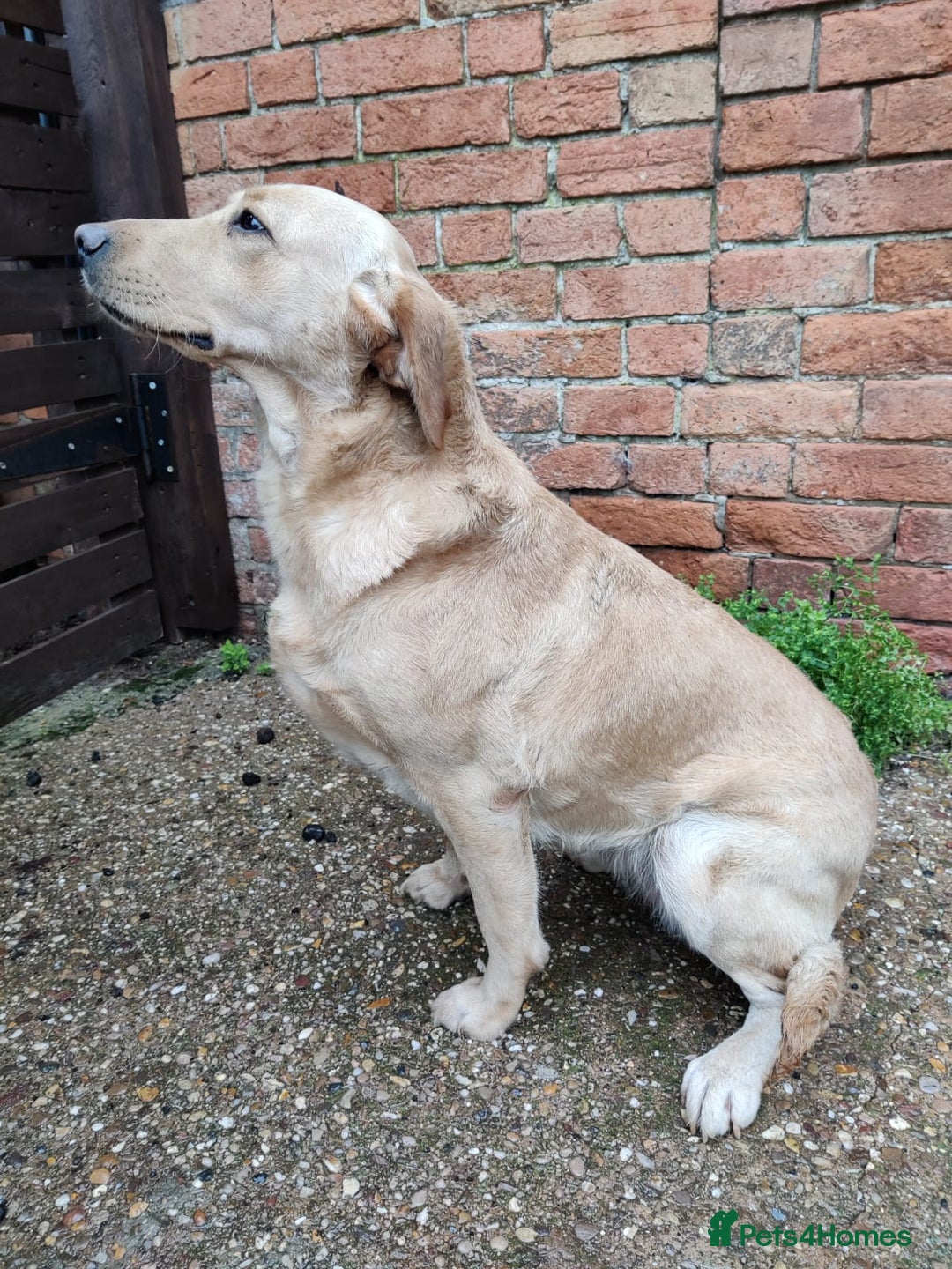 Labrador Retriever dogs for sale: Cream Lab female needs rehoming ASAP  - Advert 1