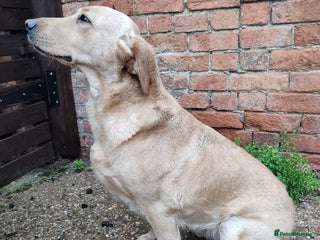 Labrador Retriever dogs Cream Lab female needs rehoming ASAP - Advert 1