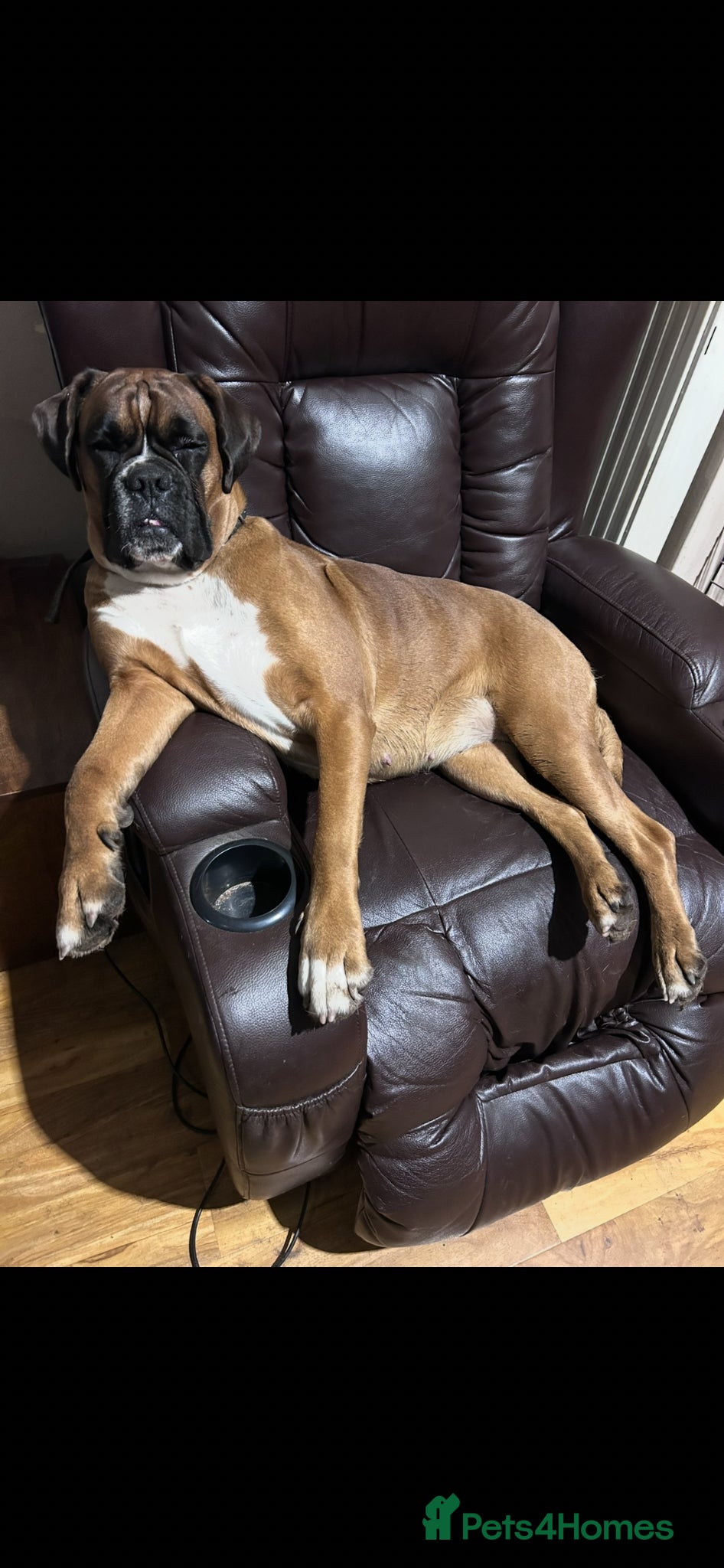 Boxer dogs for sale: Gorgeous Boxer puppies  - Advert 1